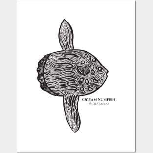 Ocean Sunfish or Mola with Common and Latin Names - on light colors Posters and Art